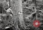 Immagine di Coltivazione di legname e il logging California United States USA, 1931, secondo 18 filmato di repertorio 65675025579