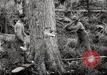 Immagine di Coltivazione di legname e il logging California United States USA, 1931, secondo 19 filmato di repertorio 65675025579