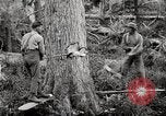 Immagine di Coltivazione di legname e il logging California United States USA, 1931, secondo 20 filmato di repertorio 65675025579