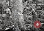 Immagine di Coltivazione di legname e il logging California United States USA, 1931, secondo 21 filmato di repertorio 65675025579
