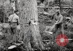 Immagine di Coltivazione di legname e il logging California United States USA, 1931, secondo 22 filmato di repertorio 65675025579