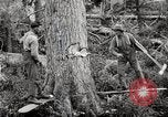 Immagine di Coltivazione di legname e il logging California United States USA, 1931, secondo 23 filmato di repertorio 65675025579