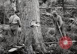 Immagine di Coltivazione di legname e il logging California United States USA, 1931, secondo 24 filmato di repertorio 65675025579
