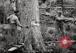 Immagine di Coltivazione di legname e il logging California United States USA, 1931, secondo 25 filmato di repertorio 65675025579