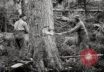 Immagine di Coltivazione di legname e il logging California United States USA, 1931, secondo 26 filmato di repertorio 65675025579