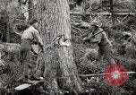 Immagine di Coltivazione di legname e il logging California United States USA, 1931, secondo 27 filmato di repertorio 65675025579
