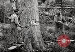 Immagine di Coltivazione di legname e il logging California United States USA, 1931, secondo 28 filmato di repertorio 65675025579