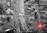 Immagine di Coltivazione di legname e il logging California United States USA, 1931, secondo 29 filmato di repertorio 65675025579