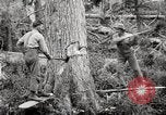 Immagine di Coltivazione di legname e il logging California United States USA, 1931, secondo 30 filmato di repertorio 65675025579