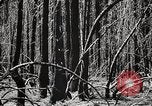 Immagine di Coltivazione di legname e il logging California United States USA, 1931, secondo 24 filmato di repertorio 65675025580
