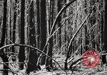 Immagine di Coltivazione di legname e il logging California United States USA, 1931, secondo 25 filmato di repertorio 65675025580