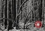 Immagine di Coltivazione di legname e il logging California United States USA, 1931, secondo 26 filmato di repertorio 65675025580