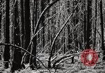Immagine di Coltivazione di legname e il logging California United States USA, 1931, secondo 27 filmato di repertorio 65675025580