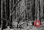Immagine di Coltivazione di legname e il logging California United States USA, 1931, secondo 28 filmato di repertorio 65675025580