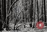 Immagine di Coltivazione di legname e il logging California United States USA, 1931, secondo 29 filmato di repertorio 65675025580