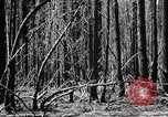 Immagine di Coltivazione di legname e il logging California United States USA, 1931, secondo 30 filmato di repertorio 65675025580