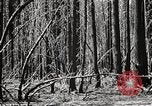 Immagine di Coltivazione di legname e il logging California United States USA, 1931, secondo 31 filmato di repertorio 65675025580
