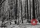 Immagine di Coltivazione di legname e il logging California United States USA, 1931, secondo 32 filmato di repertorio 65675025580