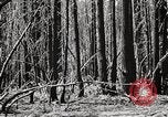 Immagine di Coltivazione di legname e il logging California United States USA, 1931, secondo 33 filmato di repertorio 65675025580