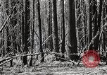 Immagine di Coltivazione di legname e il logging California United States USA, 1931, secondo 34 filmato di repertorio 65675025580