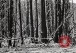 Immagine di Coltivazione di legname e il logging California United States USA, 1931, secondo 36 filmato di repertorio 65675025580