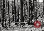Immagine di Coltivazione di legname e il logging California United States USA, 1931, secondo 37 filmato di repertorio 65675025580