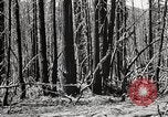 Immagine di Coltivazione di legname e il logging California United States USA, 1931, secondo 38 filmato di repertorio 65675025580