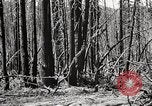 Immagine di Coltivazione di legname e il logging California United States USA, 1931, secondo 39 filmato di repertorio 65675025580