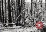 Immagine di Coltivazione di legname e il logging California United States USA, 1931, secondo 40 filmato di repertorio 65675025580