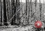 Immagine di Coltivazione di legname e il logging California United States USA, 1931, secondo 41 filmato di repertorio 65675025580