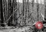 Immagine di Coltivazione di legname e il logging California United States USA, 1931, secondo 42 filmato di repertorio 65675025580