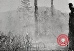 Immagine di Coltivazione di legname e il logging California United States USA, 1931, secondo 17 filmato di repertorio 65675025581