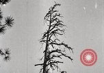 Immagine di Coltivazione di legname e il logging California United States USA, 1931, secondo 20 filmato di repertorio 65675025581