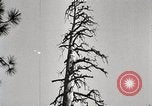 Immagine di Coltivazione di legname e il logging California United States USA, 1931, secondo 21 filmato di repertorio 65675025581