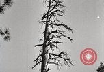 Immagine di Coltivazione di legname e il logging California United States USA, 1931, secondo 22 filmato di repertorio 65675025581
