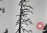 Immagine di Coltivazione di legname e il logging California United States USA, 1931, secondo 23 filmato di repertorio 65675025581