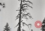 Immagine di Coltivazione di legname e il logging California United States USA, 1931, secondo 24 filmato di repertorio 65675025581
