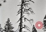Immagine di Coltivazione di legname e il logging California United States USA, 1931, secondo 25 filmato di repertorio 65675025581