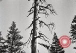 Immagine di Coltivazione di legname e il logging California United States USA, 1931, secondo 26 filmato di repertorio 65675025581