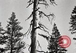 Immagine di Coltivazione di legname e il logging California United States USA, 1931, secondo 27 filmato di repertorio 65675025581