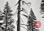 Immagine di Coltivazione di legname e il logging California United States USA, 1931, secondo 28 filmato di repertorio 65675025581
