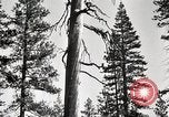 Immagine di Coltivazione di legname e il logging California United States USA, 1931, secondo 29 filmato di repertorio 65675025581