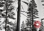 Immagine di Coltivazione di legname e il logging California United States USA, 1931, secondo 30 filmato di repertorio 65675025581