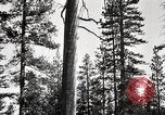 Immagine di Coltivazione di legname e il logging California United States USA, 1931, secondo 31 filmato di repertorio 65675025581