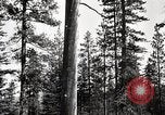 Immagine di Coltivazione di legname e il logging California United States USA, 1931, secondo 32 filmato di repertorio 65675025581