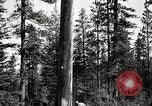Immagine di Coltivazione di legname e il logging California United States USA, 1931, secondo 33 filmato di repertorio 65675025581