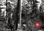 Immagine di Coltivazione di legname e il logging California United States USA, 1931, secondo 34 filmato di repertorio 65675025581