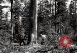 Immagine di Coltivazione di legname e il logging California United States USA, 1931, secondo 35 filmato di repertorio 65675025581