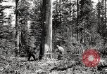 Immagine di Coltivazione di legname e il logging California United States USA, 1931, secondo 36 filmato di repertorio 65675025581
