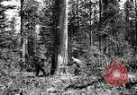 Immagine di Coltivazione di legname e il logging California United States USA, 1931, secondo 37 filmato di repertorio 65675025581